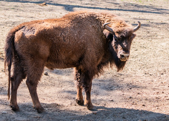 Żubr, zubr © Dreamnordno