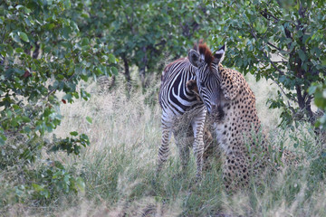 Gepard / Cheetah / Acinonyx jubatus....
