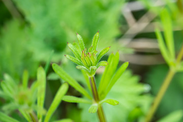 Bedstraw Leaves in Springtime