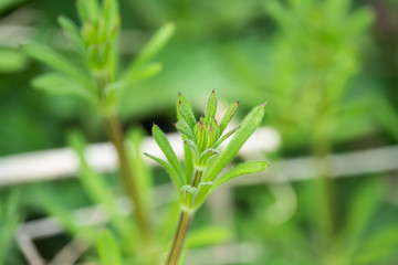 Bedstraw Leaves in Springtime