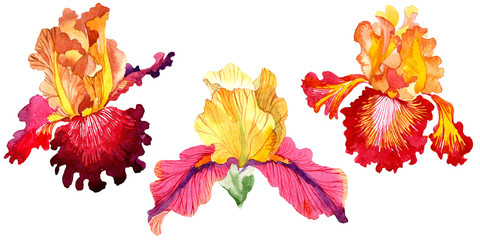 Red Bold encounter iris floral botanical flowers. Watercolor background set. Isolated iris illustration element.