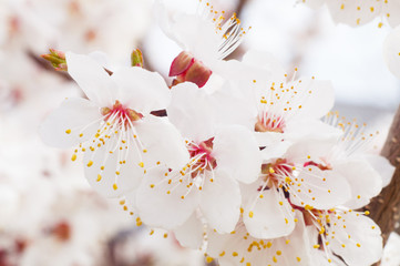 apricot flowers in the spring