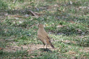 Bluethroat bird on ground, closeup