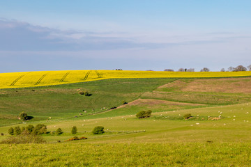 Fototapeta na wymiar A Sussex Farm Landscape on a Sunny Spring Morning, with Sheep Grazing in a Field