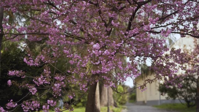 Sakura Cherry Blossom Crowd Tree on Spring Day in Uzhhorod Ukraine. Light Camera Movement