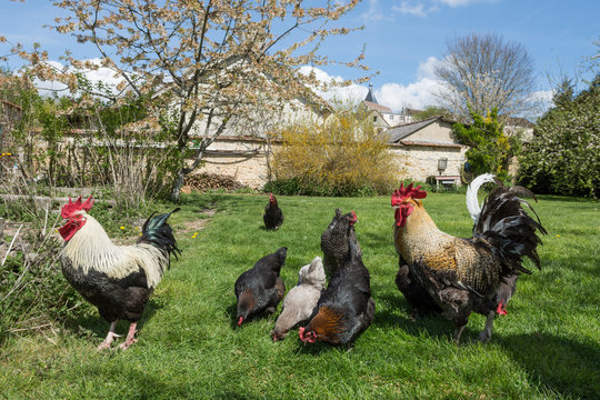 Deux magnifiques coqs gaulois avec leurs poules