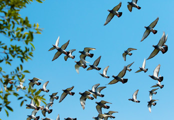 flock of speed racing pigeon bird flying against clear blue sky