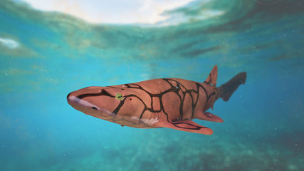 chain catshark (Scyliorhinus retifer) small shark species in the Atlantic ocean © dottedyeti