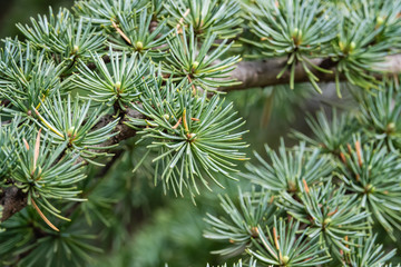 Cedar Leaves in Springtime