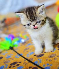 cutte persian baby kitten playing
