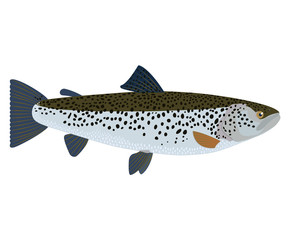 The fish Salmon (Salmonidae) is isolated on a white background.