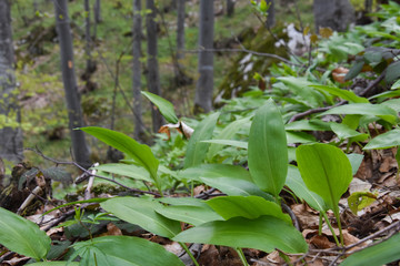 Ramson, Wild garlic in forest. Spring medicinal plant Allium ursinum also known as wild garlic, bear leek or bear's garlic
