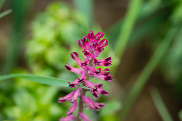 Fumitory Flowers in Bloom in Springtime