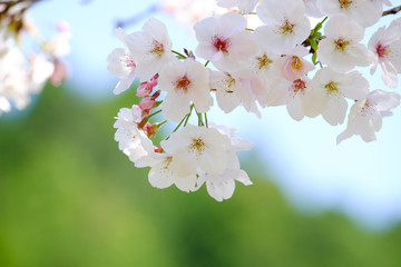 桜と青空