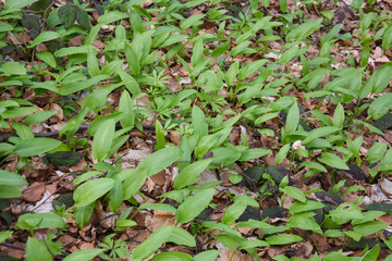 Ramson, Wild garlic in forest. Spring medicinal plant Allium ursinum also known as wild garlic, bear leek or bear's garlic