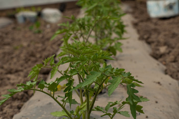 Young seedlings of tomatoes in the garden