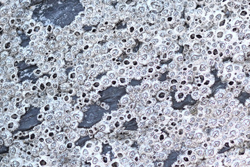 The dark natural stone interspersed with fossil seashells on the beach of Langkawi Island, Malaysia