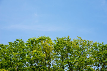 新緑　エコロジーイメージ