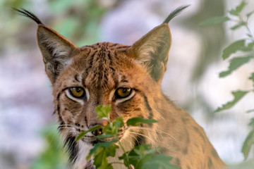 Portrait of Eurasian Lyn (lyn lynx) in Carpathian forrest, Slovakia