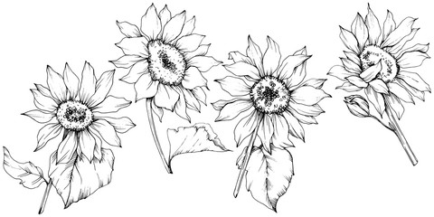 Vector Sunflower floral botanical flowers. Black and white engraved ink art. Isolated sunflower illustration element.