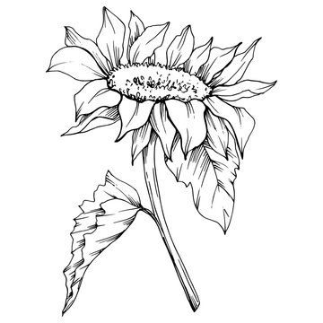 Vector Sunflower floral botanical flower. Black and white engraved ink art. Isolated sunflower illustration element.