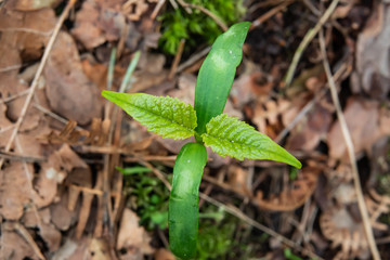 Maple Seedling Sprouting in Springtime