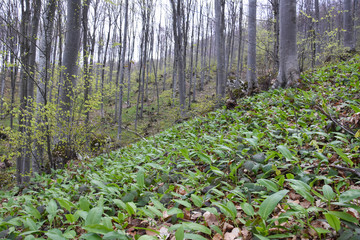 Ramson, Wild garlic in forest. Spring medicinal plant Allium ursinum also known as wild garlic,...