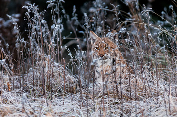 Eurasian lynx (Lynx lynx) in winter nature, Slovakia