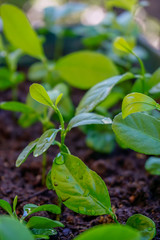 Lemon seedling sprouts in the pot close up portrait image
