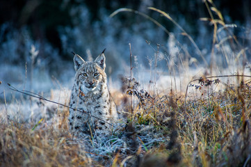 Eurasian lynx (Lynx lynx) in winter nature, Slovakia