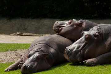 Friedly group of Hippopotamus relaxing in the sun