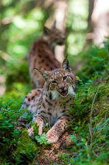 Obraz premium Euarasian Lynx (Lynx lynx) siblings in nature of National Park Velka Fatra, Slovakia