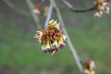 Maple Flowers in Bloom in Winter