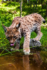 Eurasian lynx (Lynx lynx) drinking water from plash in carpathian forrest, Slovakia