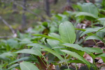 Ramson, Wild garlic in forest. Spring medicinal plant Allium ursinum also known as wild garlic, bear leek or bear's garlic