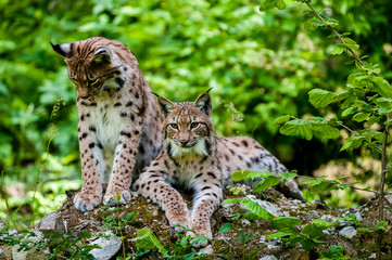 Naklejka na ściany i meble Euarasian Lynx (Lynx lynx) siblings in nature of National Park Velka Fatra, Slovakia