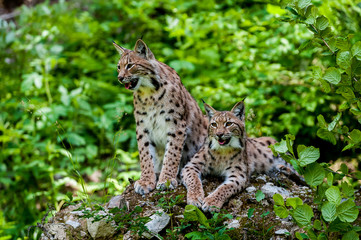 Fototapeta na wymiar Euarasian Lynx (Lynx lynx) siblings in nature of National Park Velka Fatra, Slovakia