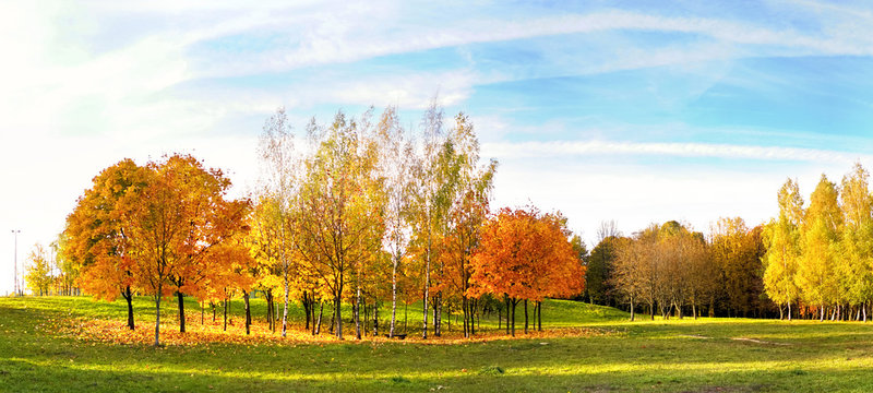 Beautiful bright autumn nature landscape wide format with golden yellow and and orange trees glows in sun on background of blue sky with white cirrus clouds, copy cpace.