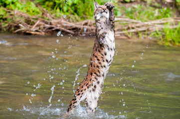 Eurasian lynx (lynx lynx) hunting in river in wild nature, Slovakia