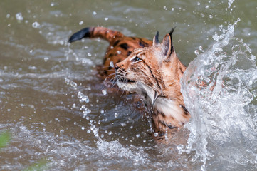 Eurasian lynx (lynx lynx) hunting in river in wild nature, Slovakia © Tomas Hulik