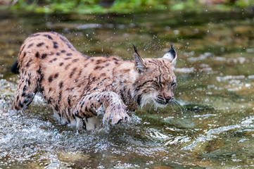 Eurasian lynx (lynx lynx) hunting in river in wild nature, Slovakia