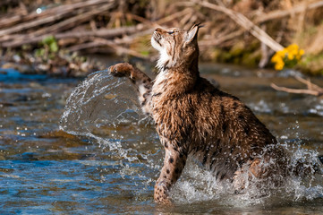 Eurasian lynx (lynx lynx) hunting in river in wild nature, Slovakia © Tomas Hulik