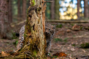 Young Eurasian lynx (Lynx lynx) walking in carpathian forrest, Slovakia