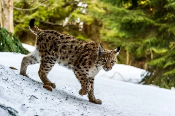 Fotobehang Lynx Euraziatische lynx (Lynx lynx) in de winter natuur, Slowakije