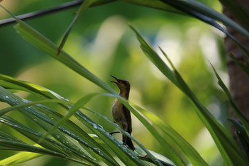 bird on branch