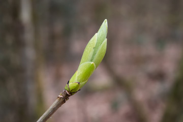 Maple Leaves Sprouting in Springtime