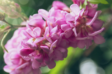 Fototapeta na wymiar Spring branch with clammy locust (Robinia Viscosa) flowers. Blooming pink acacia bunch with rain drops close up. Macro abstract soft floral background