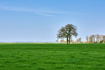 Fototapeta premium Grass and sky in Groningen - Holland - Netherlands
