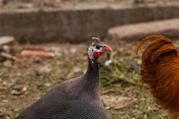 Blue African animal with white spots.
