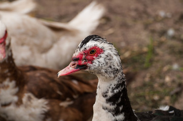 Black white duck with a red beak in the yard.Domestic animal